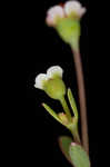 Coastal sand spurge